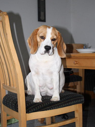 Beagle Olga ist nicht dick, sondern schwanger